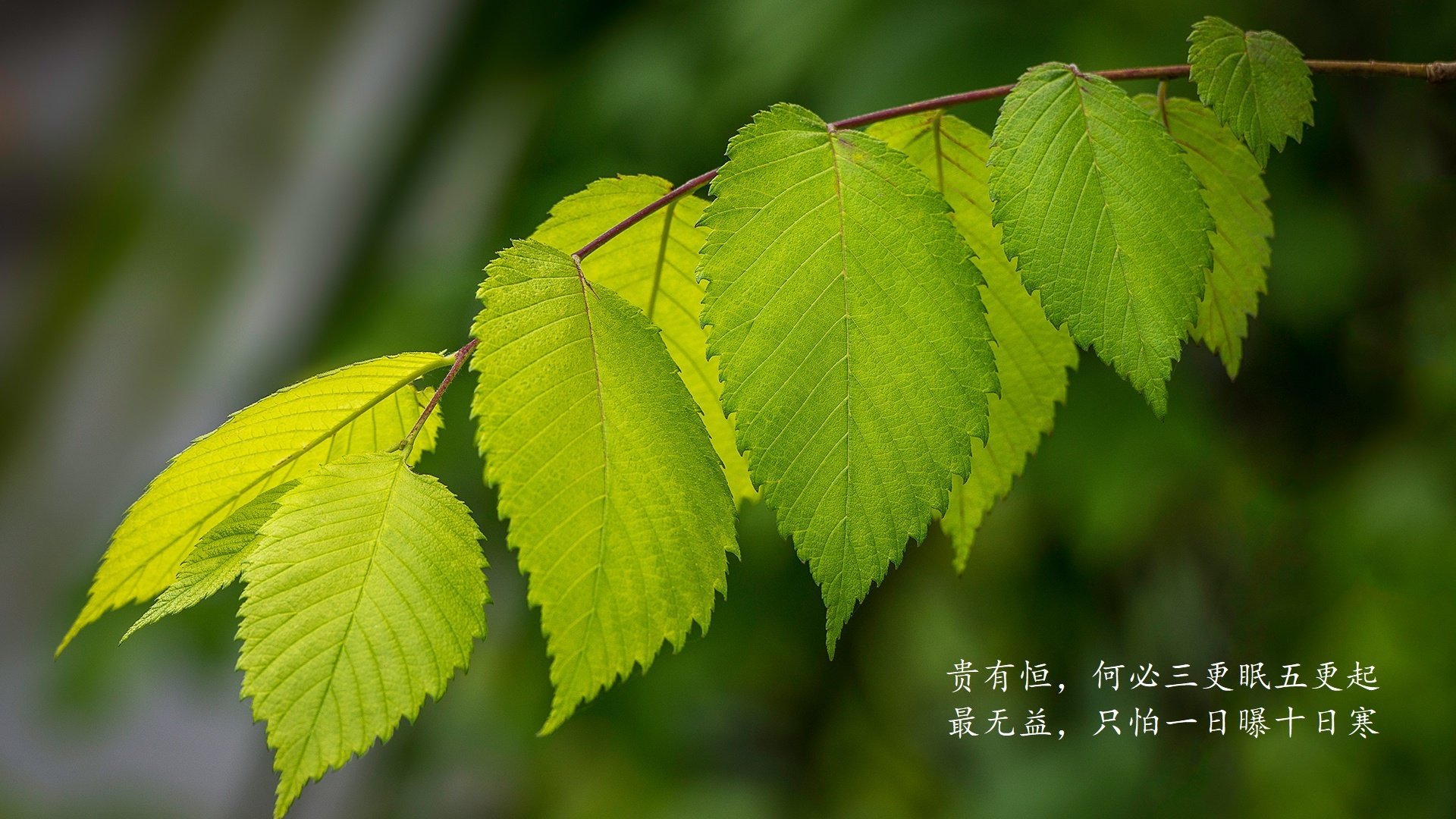 马赛锋霸高拉特传出转会传闻，欲踏上新征程