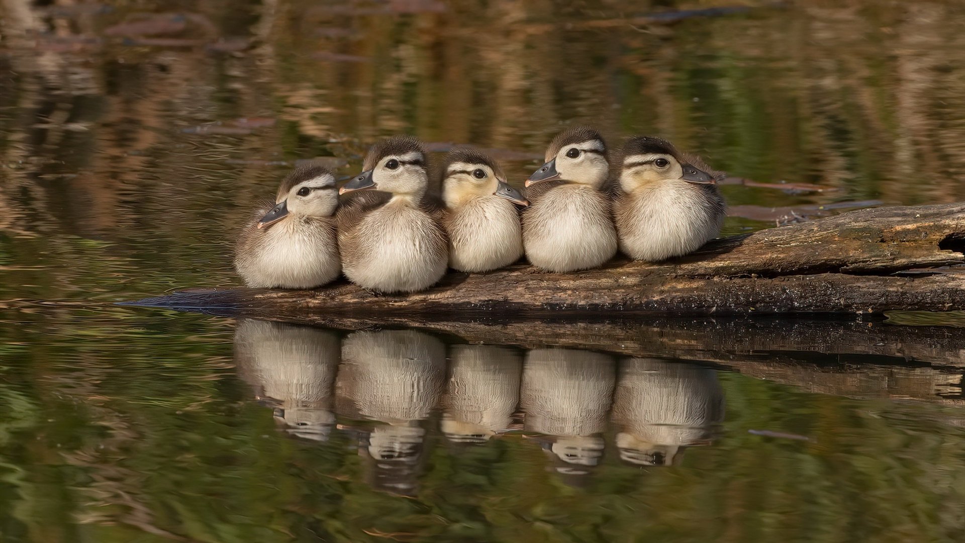 2024年国际乒联混合团体世界杯:瑞典队如何脱颖而出,瑞典世界乒乓球赛