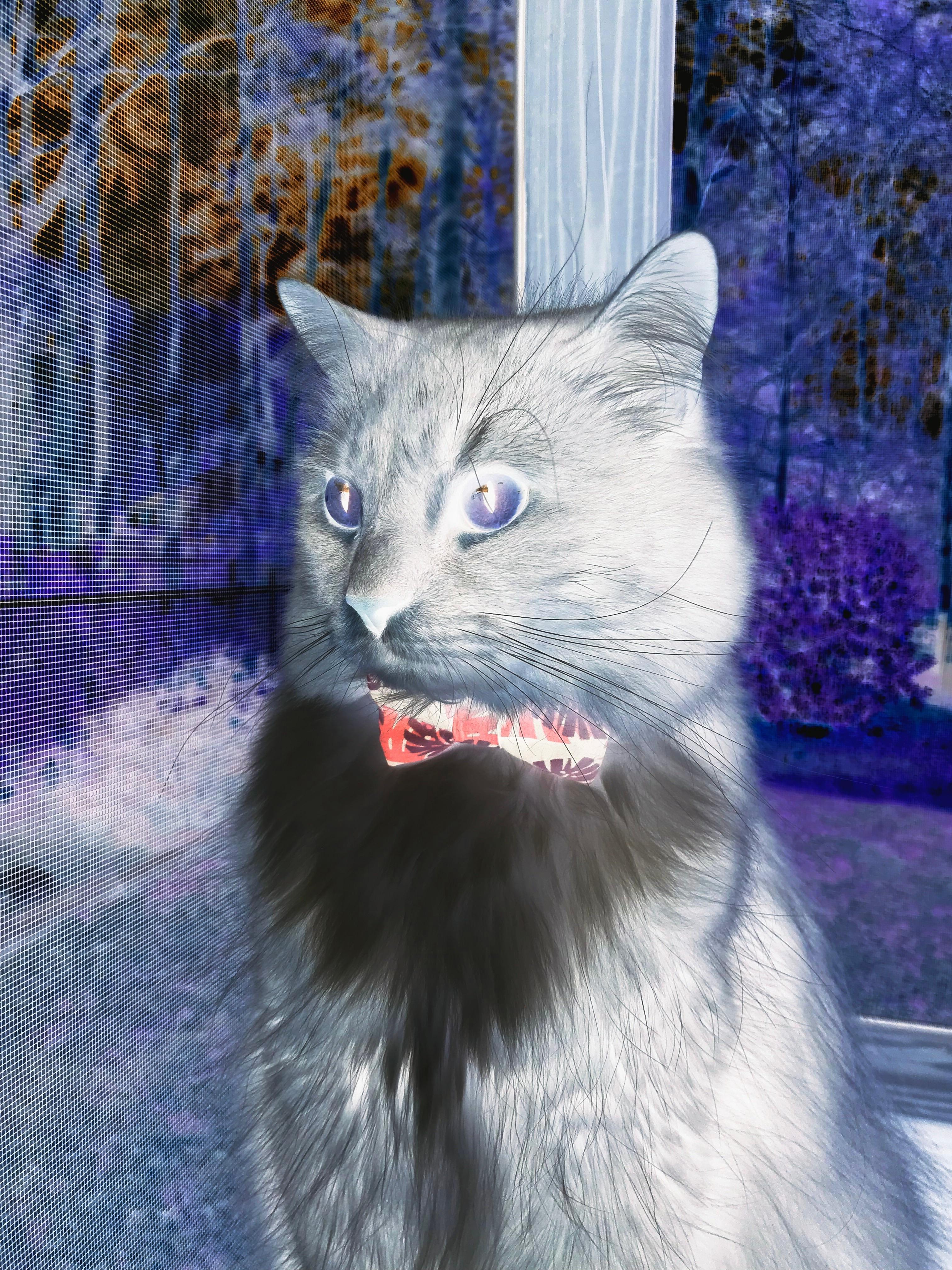 体育医疗志愿队参加国家应急演练,体育展示颁奖应急预案