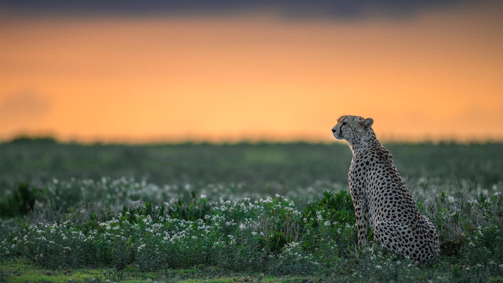 体育新闻中心发布体育短视频用户行为分析报告，如何创新体育短视频