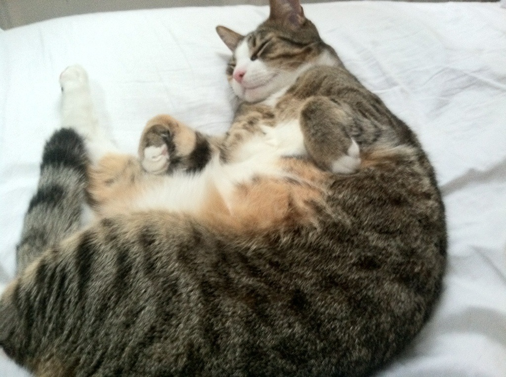 体育新闻中心联合机构推进体育科普视频策划联盟,体育赛事媒体宣传方案