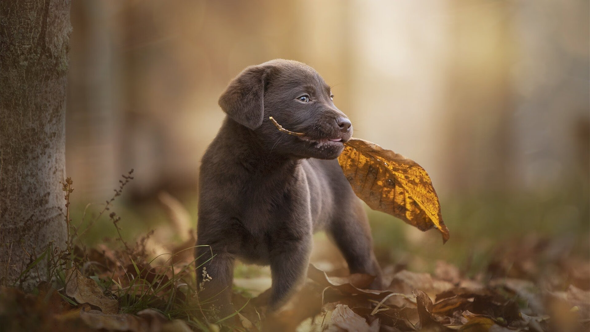 战队更换教练后战术风格焕然一新,换个战队之前的战力还有吗