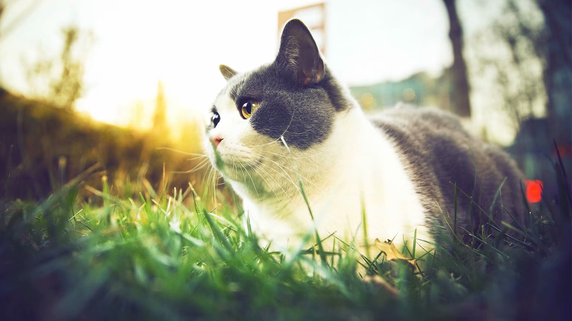 爱游戏电竞官网-那不勒斯攻守均衡体现团队战术执行，那不勒斯实力如何