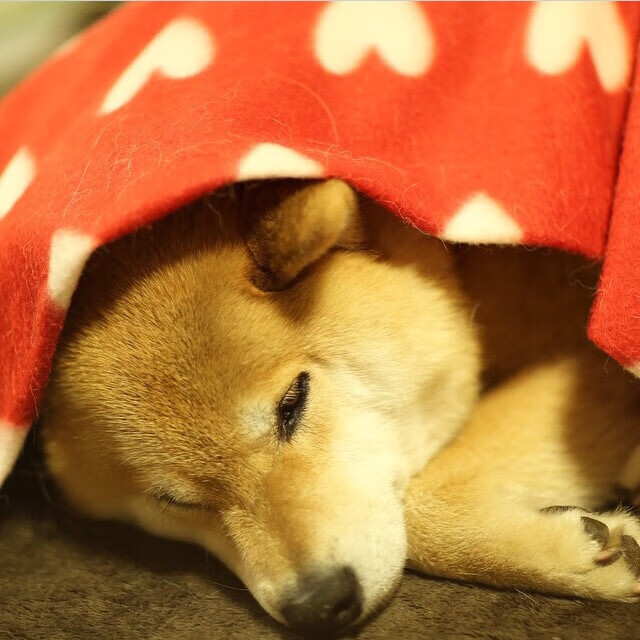 AYX SPORTS-中国足球国家队伤病管理体系日益完善，足球伤病名单