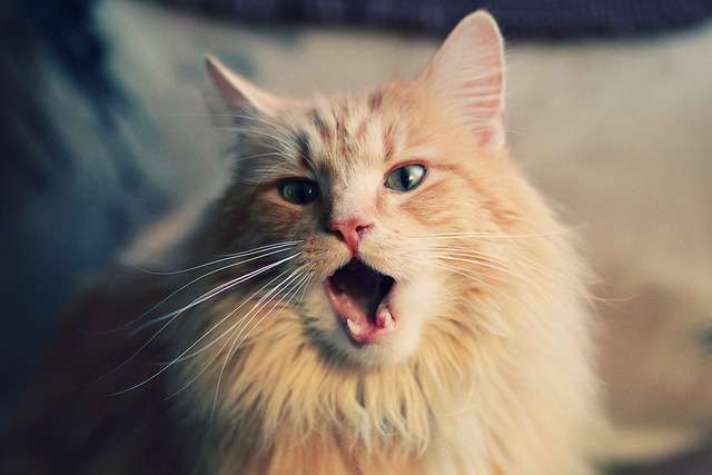 安东·李恩：全黑队的“攻击中场”，突破和传球无缝对接