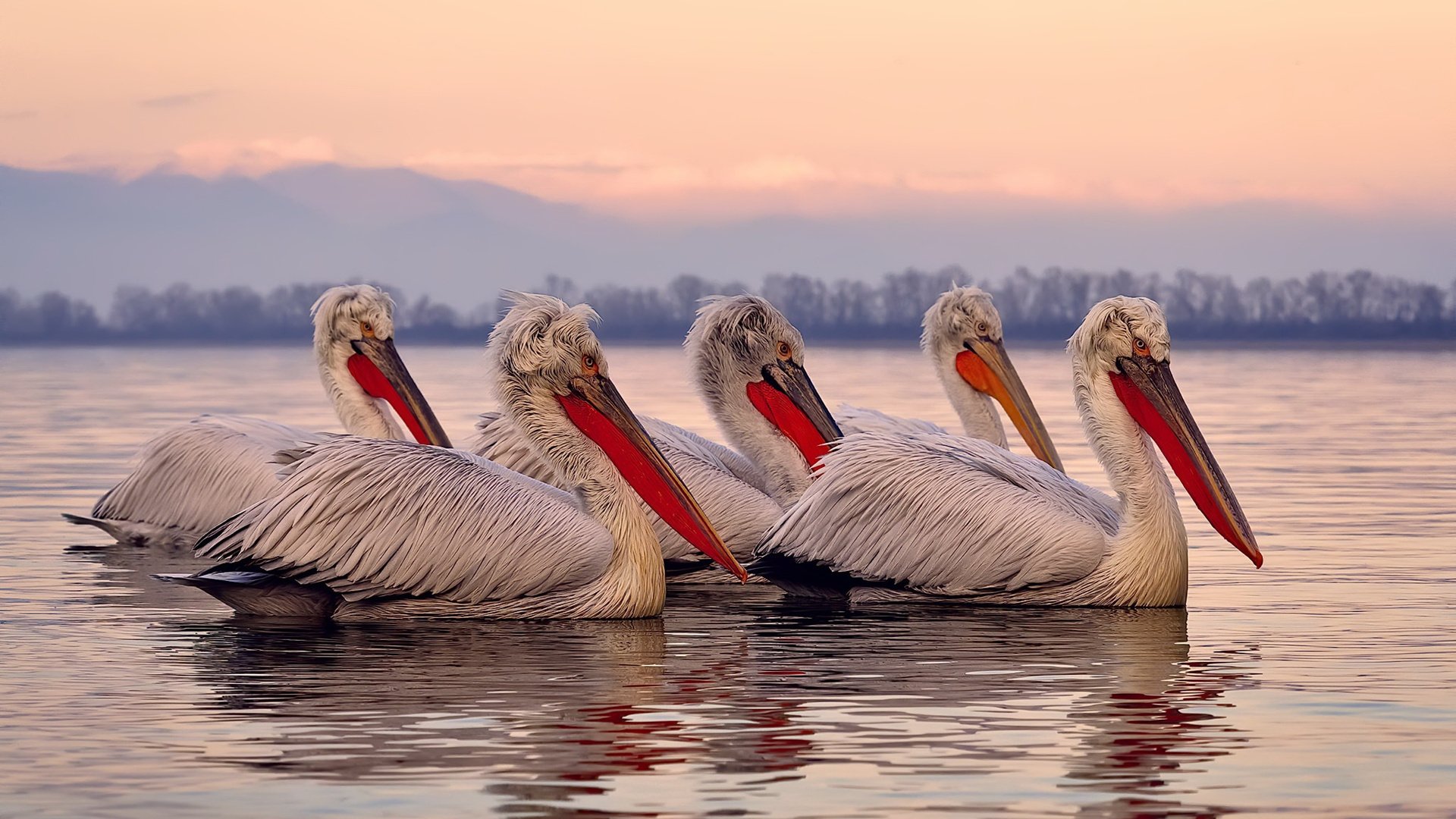 巴西队在南美预赛中领先，晋级几乎板上钉钉