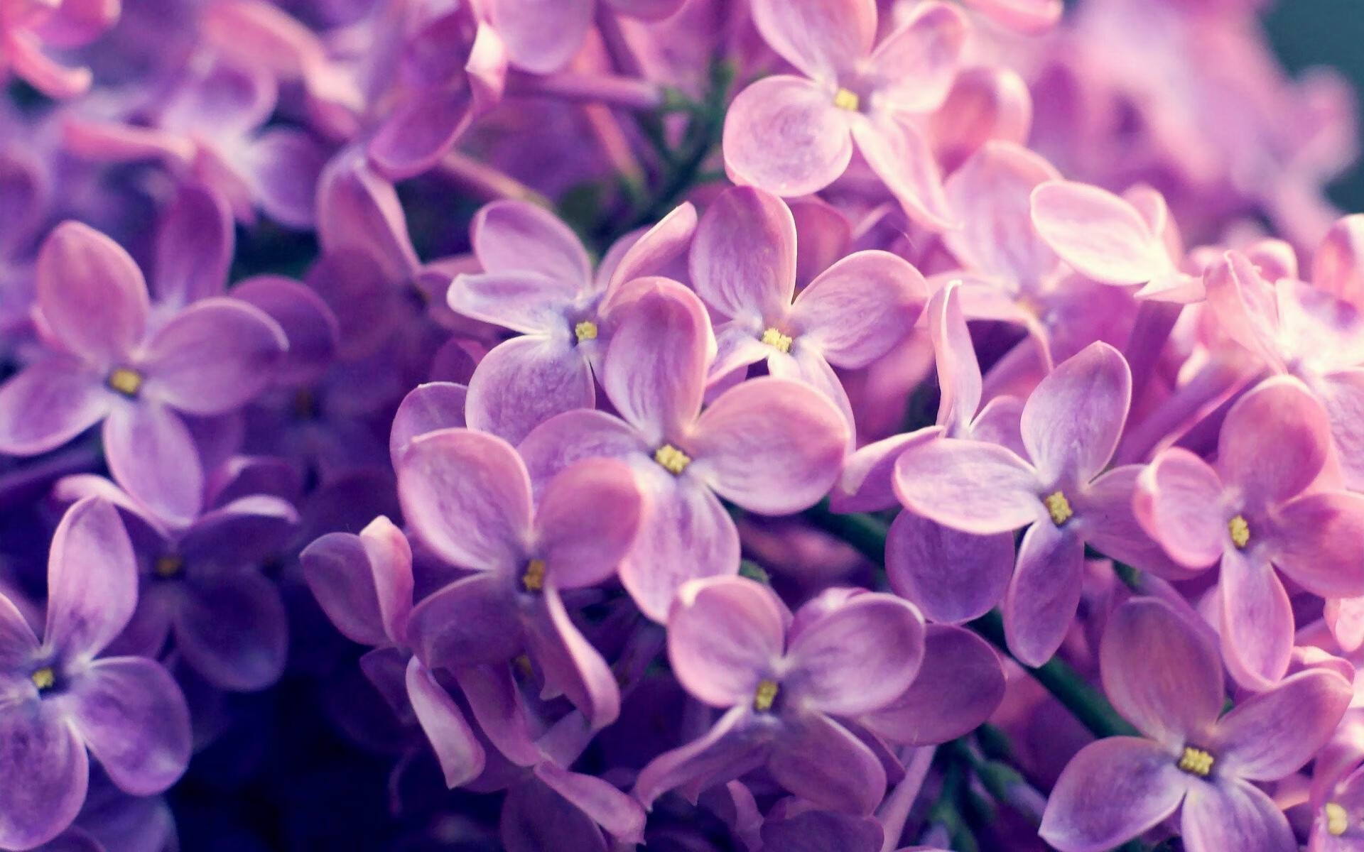 库策冲线瞬间引爆全场欢呼,库兵是什么意思