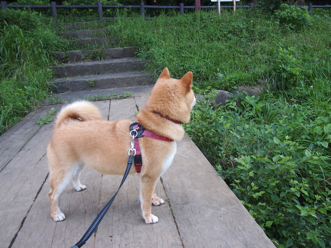 爱游戏app下载-德甲策略多变：攻击、守备战术层出不穷！，德甲解析