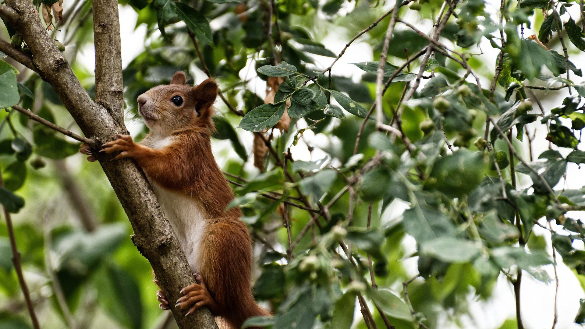 德甲策略多变：出奇制胜，惊喜不断！，德甲前瞻
