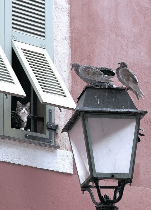 水球比赛中奥地利展现防守能力，奥地利输球能出线吗